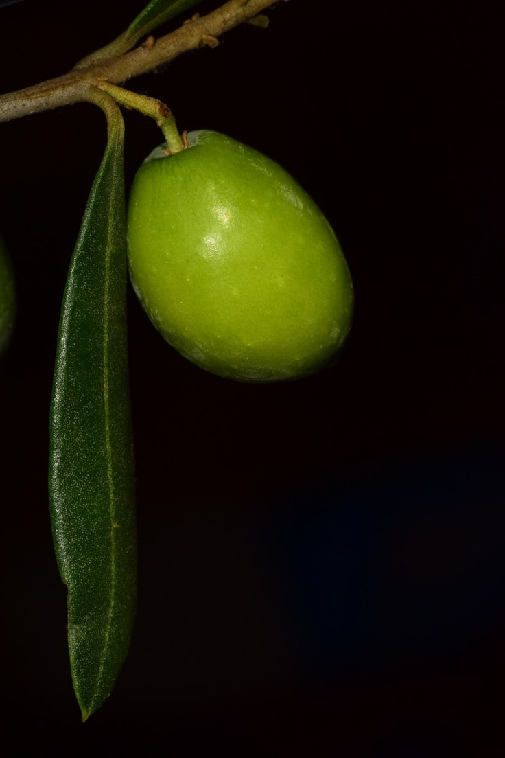 olive-2659970_1280